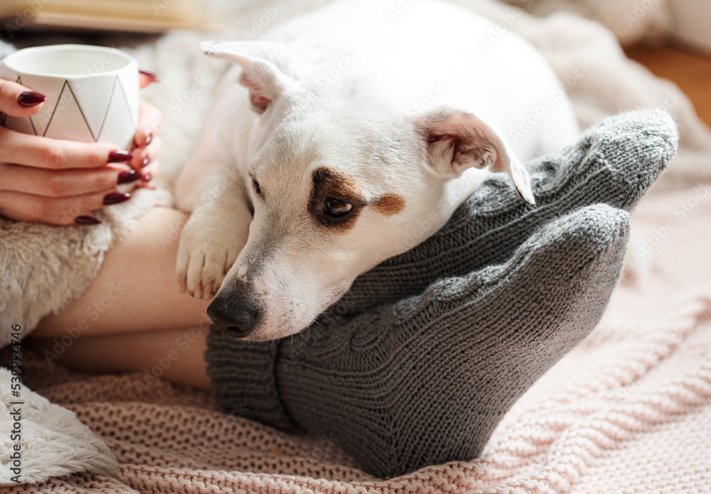Cozy home, woman covered with warm blanket, drinks coffee, sleeping dog  next to woman. Stock Photo | Adobe Stock