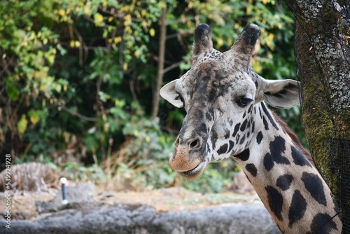 Fototapeta Naklejka Na Ścianę i Meble -  giraffe showing off his beautiful horns