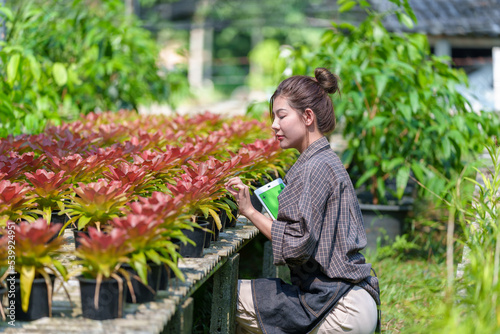Beautiful Asian woman farmer working in her garden Young female gardener checking quality Bromeliaceae  Bromeliad  working on the farm in pots the greenhouse production concept.
