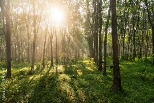 Sunrise in the rubber plantation, sun rays in the foggy forest, nature green wood sunlight backgrounds, sun rays through the forest