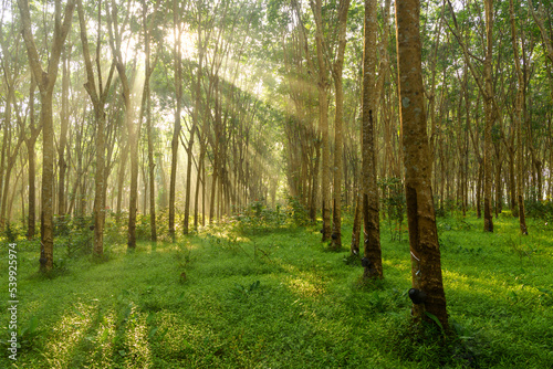 Morning Sunlight Filtering through rubber plantation  morning in the forest