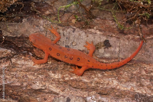 Closeup on a colorful red eft stage juvenile Red-spotted newt Notophthalmus viridescens photo