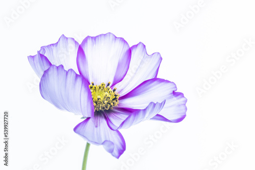 Cosmos Candy Stripe flower with stem with a high key white background © Andrew