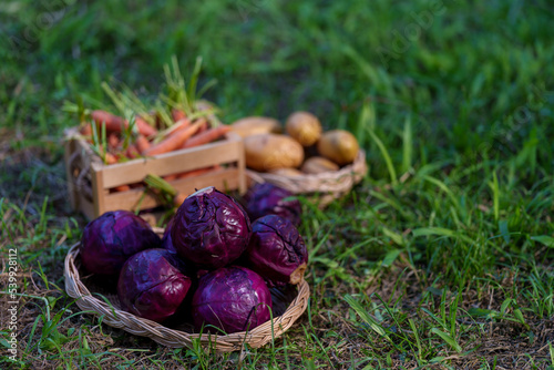 vegetables in basket with garden background