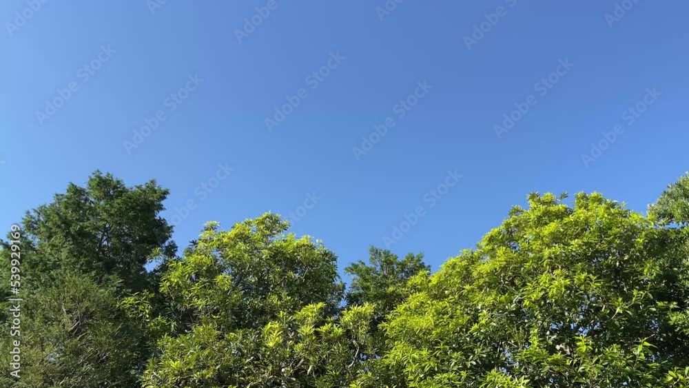 青空と生い茂る木々の緑 青空と生い茂る木々の緑