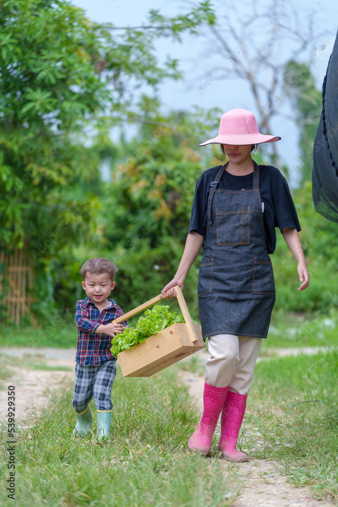 Mother and son toddler boy on organic vegetable farm in summer.Mother with kid Harvesting Organic vegetable Cabbage and purple cabbage carrot on farm at home.Home school kid learning how to vegetable