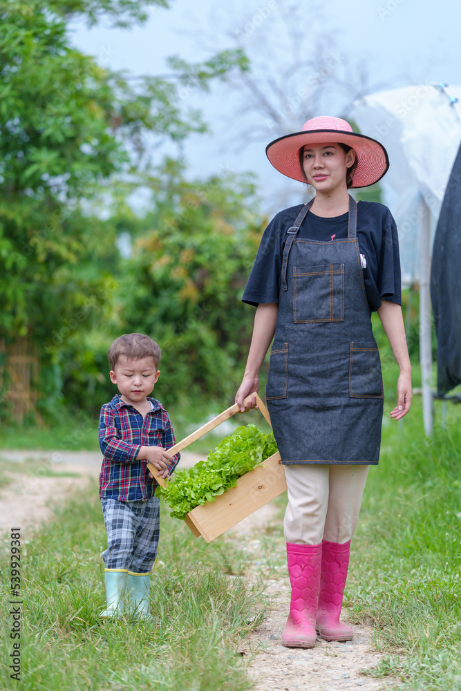 Mother and son toddler boy on organic vegetable farm in summer.Mother with kid Harvesting Organic vegetable Cabbage and purple cabbage carrot on farm at home.Home school kid learning how to vegetable