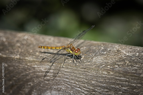 common darter dragonfly resting on wooden rail 