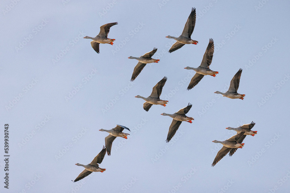 Obraz premium greylag geese in flight