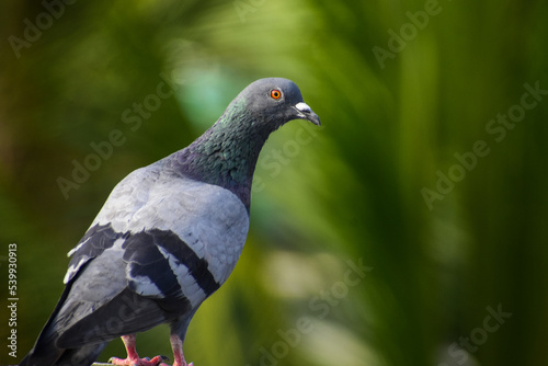 Close-up of a Pigeon in blurry green background