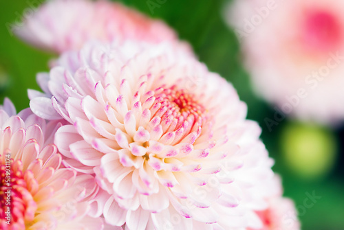 Beautiful pink chrysanthemum  abstract floral background