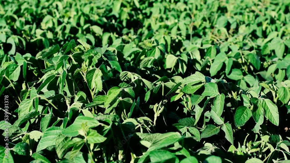 Soybean soy field of green plants a general plan nature agriculture. organic farming. background. Soybean soy field of green plants a general plan nature agriculture. organic farming. background.