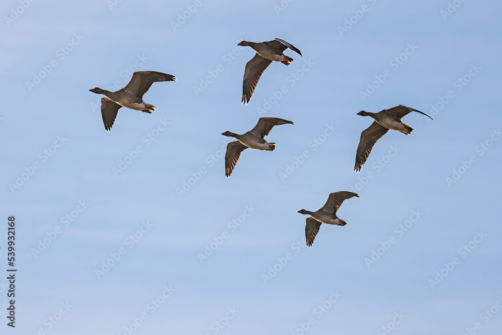 flock of geese flying flock of geese flying