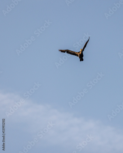 cormorant in flight with blue sky