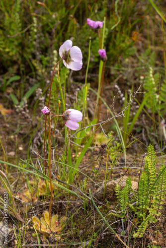 some flowers of Drosera pauciflora, a carnivouros plant, senn in natural habitat