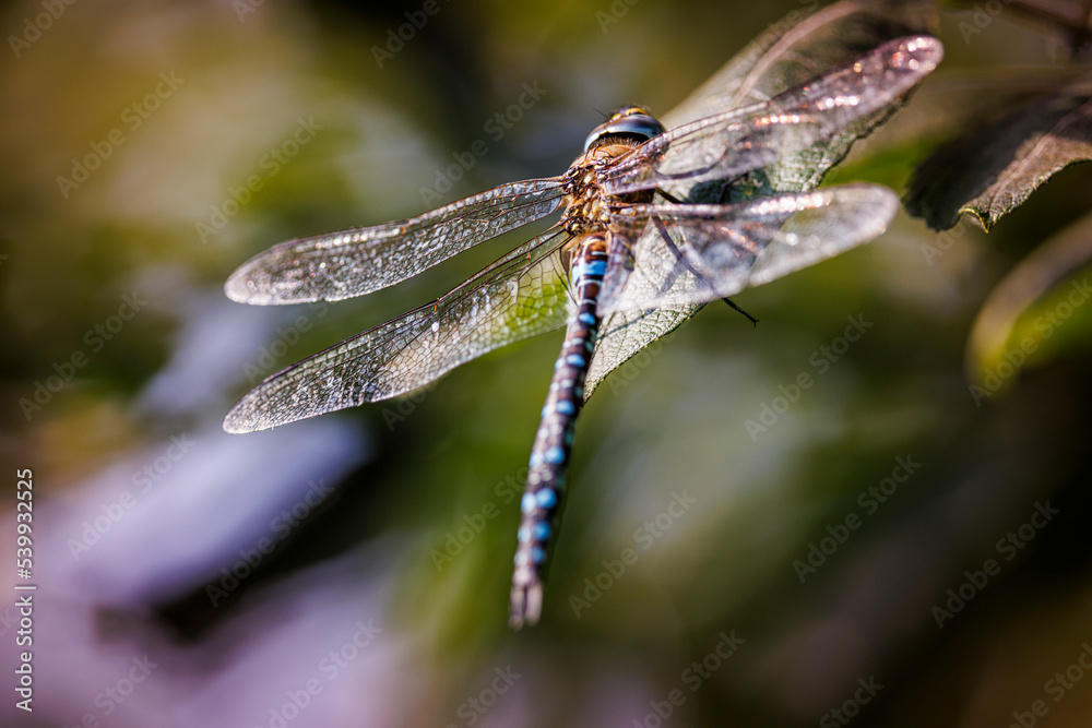 hawker dragonfly on a branch hawker dragonfly on a branch