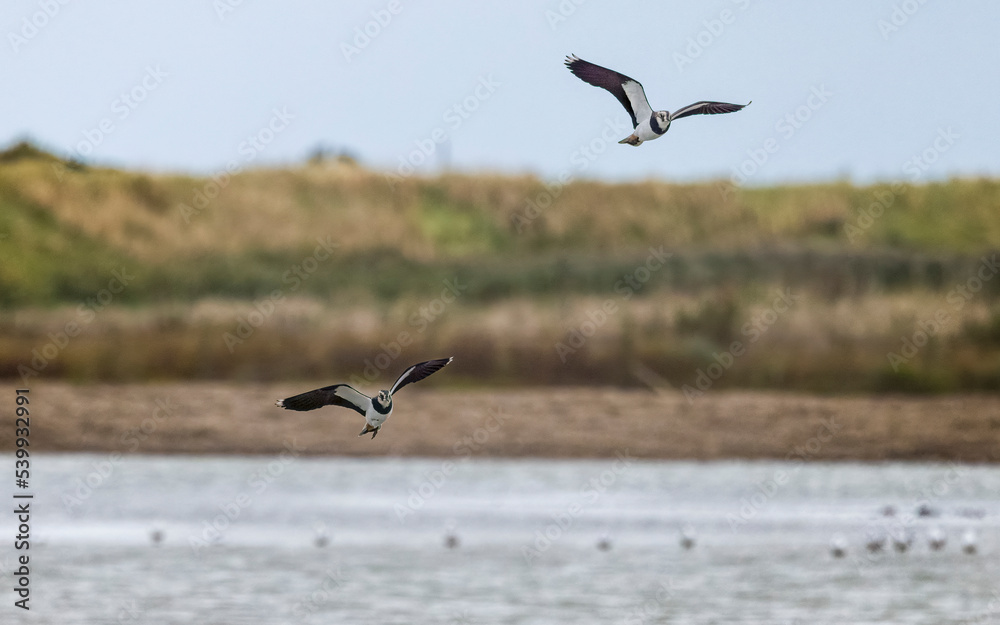 two lapwings in flight over water