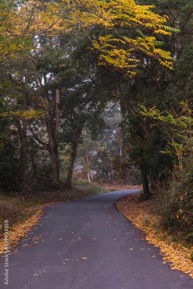 Autumn forest landscape with autumn leaf foggy day Autumn forest landscape with autumn leaf foggy day