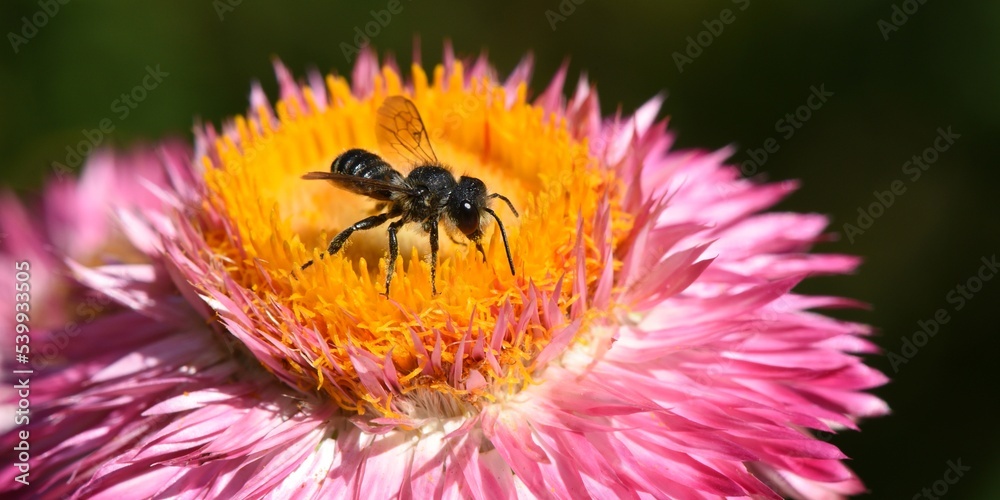 Abeille sur immortelle à bractée 1 Abeille sur immortelle à bractée 1