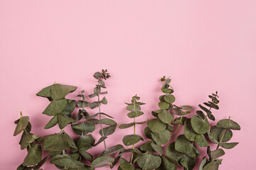 Pattern made of various eucalyptus on pink background. Flat lay stiil life.