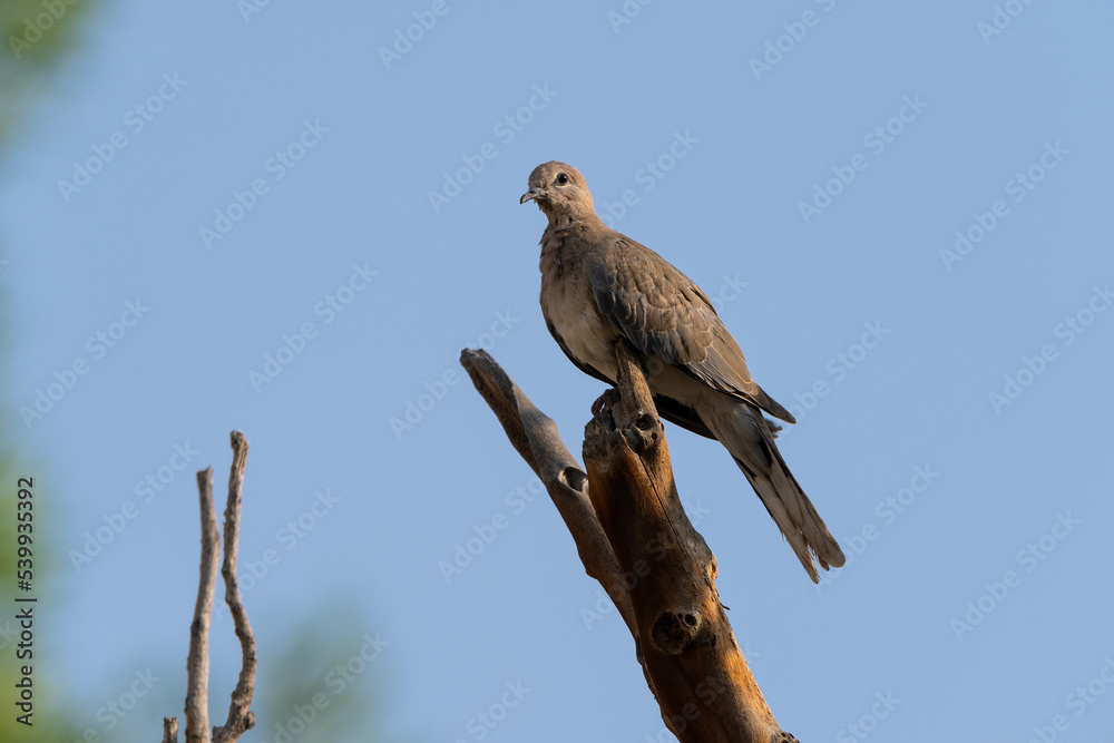 Laughing Dove, Spilopelia senegalensis, slight but common dove Laughing Dove, Spilopelia senegalensis, slight but common dove