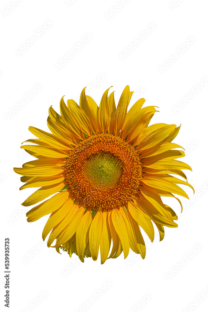 Fototapeta premium A blossoming sunflower flower on transparent background. 