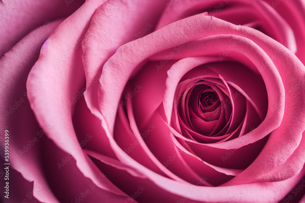 Closeup photography of a a bunch of Pink Red Roses Closeup photography of a a bunch of Pink Red Roses