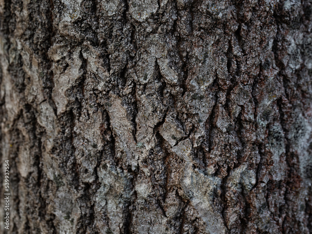 Natural texture of tree bark. Tree trunk close-up. Natural wood background with bark patterns. Natural texture of tree bark. Tree trunk close-up. Natural wood background with bark patterns.