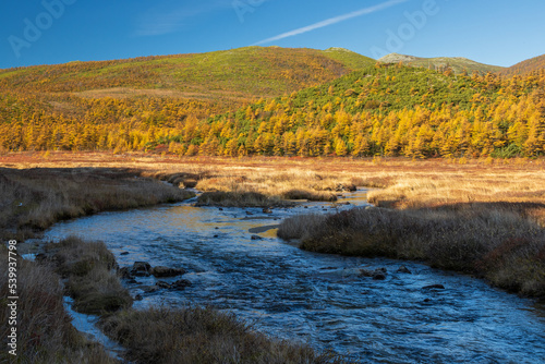 Fototapeta Naklejka Na Ścianę i Meble -  Colorful autumn landscape. View of the river valley among the mountains. Yellow autumn larches on the mountain slopes. Beautiful northern nature. Travel and hiking in the wild. Magadan region, Russia.