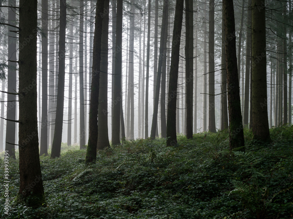 Nebel im Wald Nebelwald