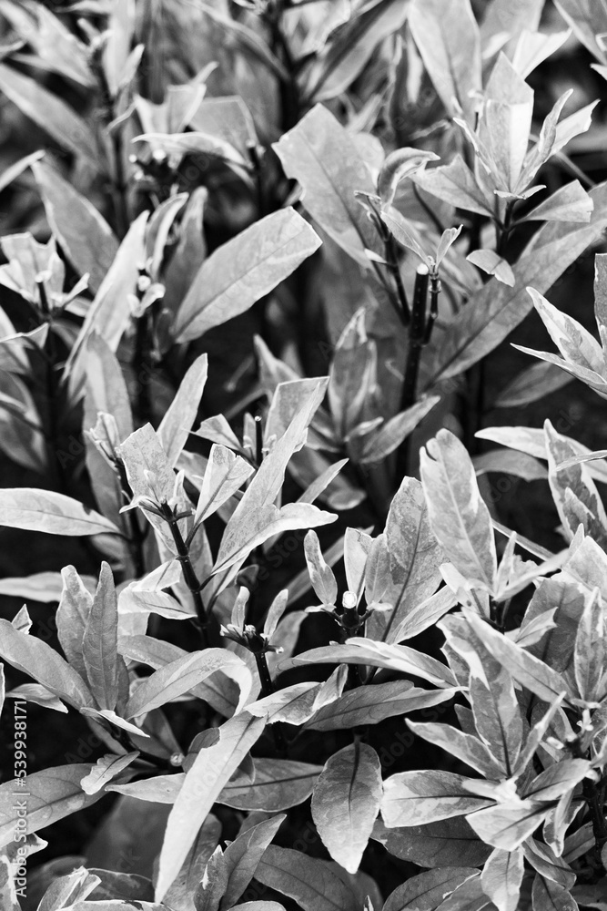 Green yellow leaf texture. Leaf texture background. Nature background. Green yellow leaf texture. Leaf texture background. Nature background.