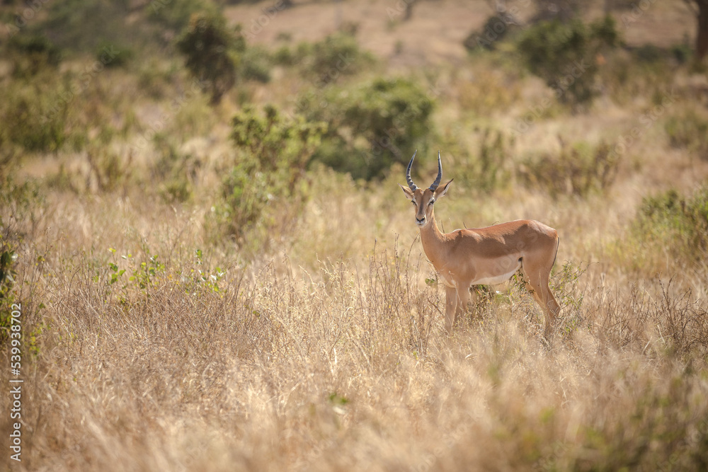 Gazelle Gazelle