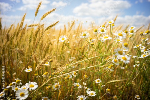 Beautiful rural field with alfalfa flowers, on a bright spring day