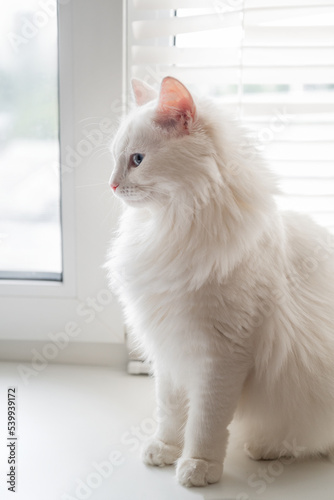 White fluffy cat sitting on windowsill