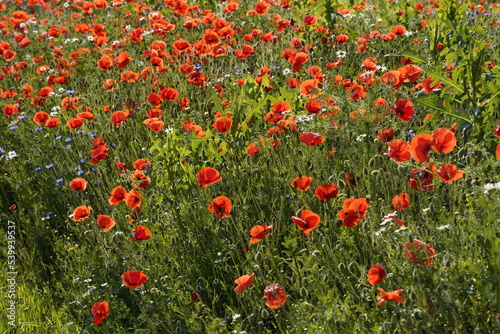 Klatschmohn (Papaver rhoeas), Blumenwiese, Baden-Württemberg, Deutschland, Europa