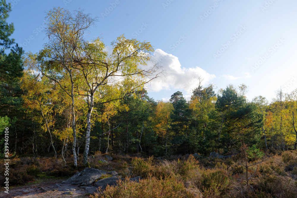 Ferns and sandstone rocks in  Apremont gorges. Fontainebleau forest in autumn season