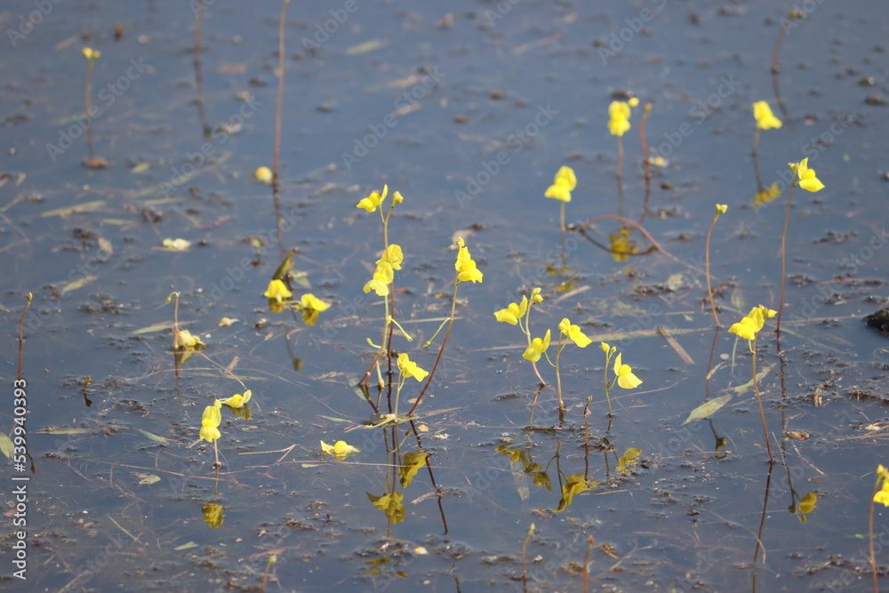 Utricularia foliosa, the leafy bladderwort, is a large suspended aquatic carnivorous plant that belongs to the genus Utricularia (family Lentibulariaceae). Utricularia foliosa, the leafy bladderwort, is a large suspended aquatic carnivorous plant that belongs to the genus Utricularia (family Lentibulariaceae).