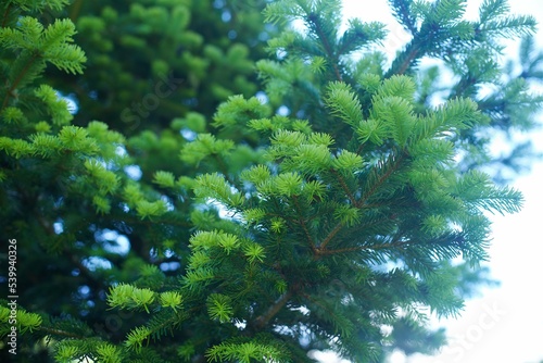 A branch of a coniferous tree in close-up. An evergreen plant in the wild. Nature and forest.