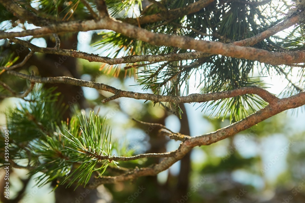 Fototapeta premium A branch of a coniferous tree in close-up. An evergreen plant in the wild. Nature and forest.