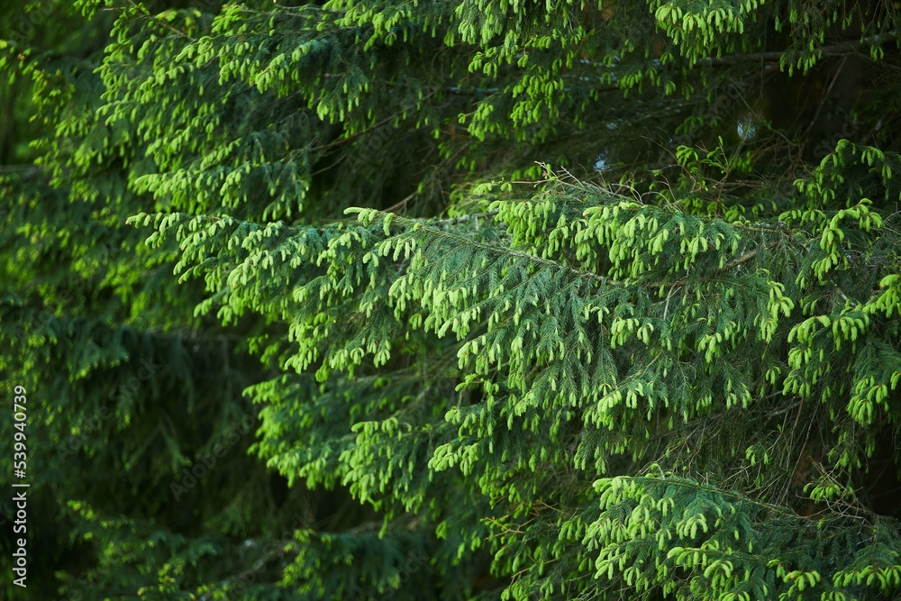 A branch of a coniferous tree in close-up. An evergreen plant in the wild. Nature and forest.