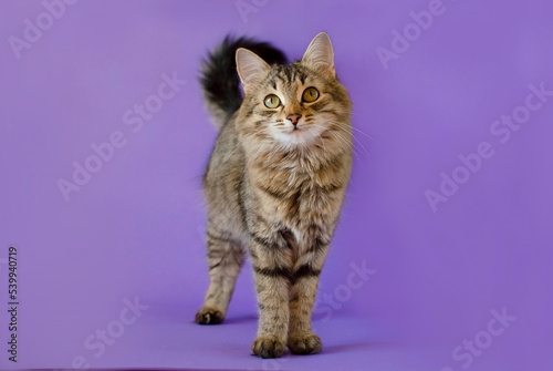 Photos Portrait of a charming gray tabby cat posing in the background in the studio