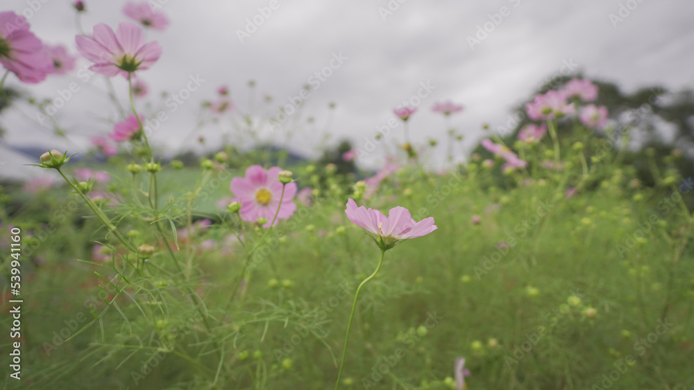 Obraz premium Flowers Blooming in the Garden