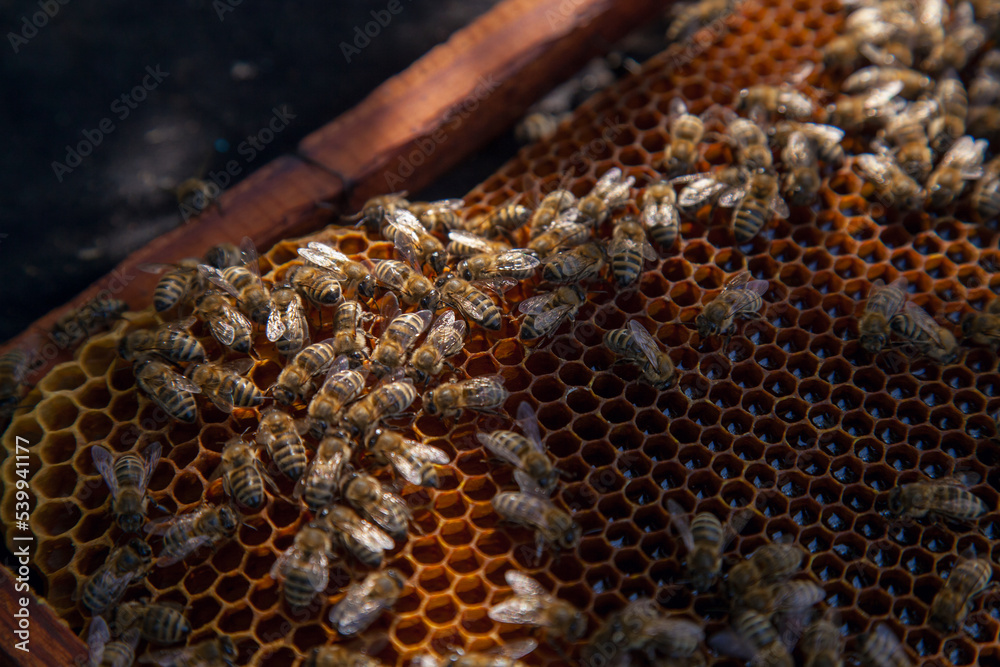 Working bees on the brown honeycomb with sweet honey.. Working bees on the brown honeycomb with sweet honey..