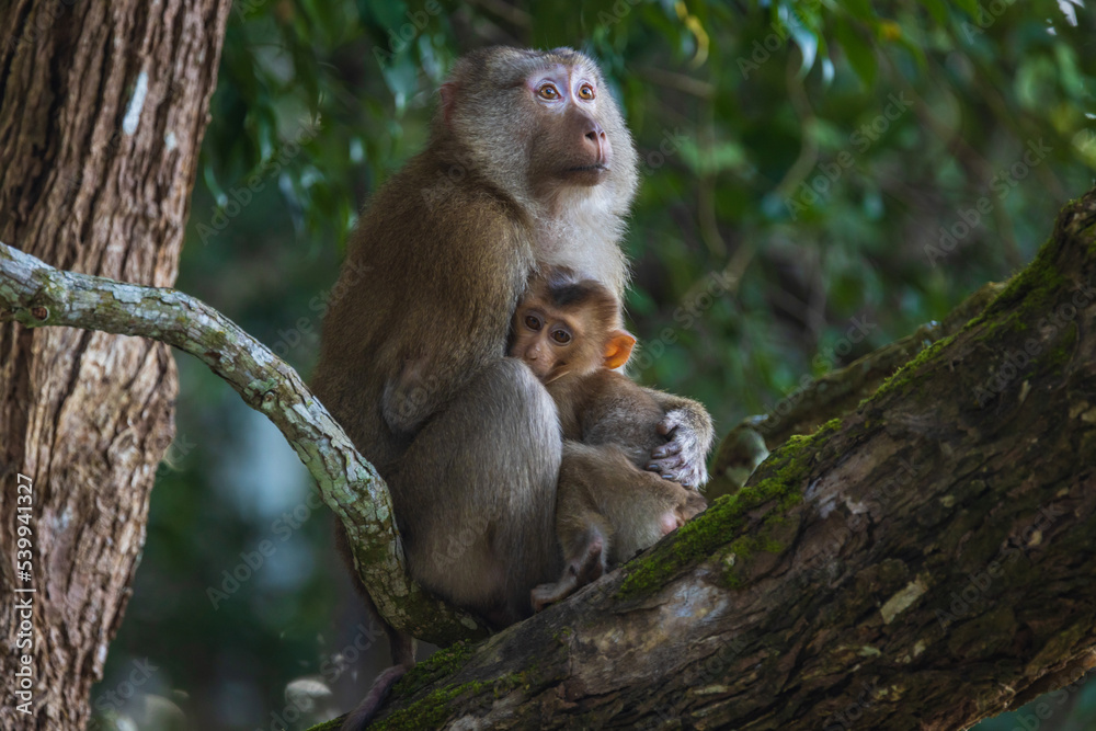 A mother monkey hugs her child lovingly on the branch. A mother monkey hugs her child lovingly on the branch.