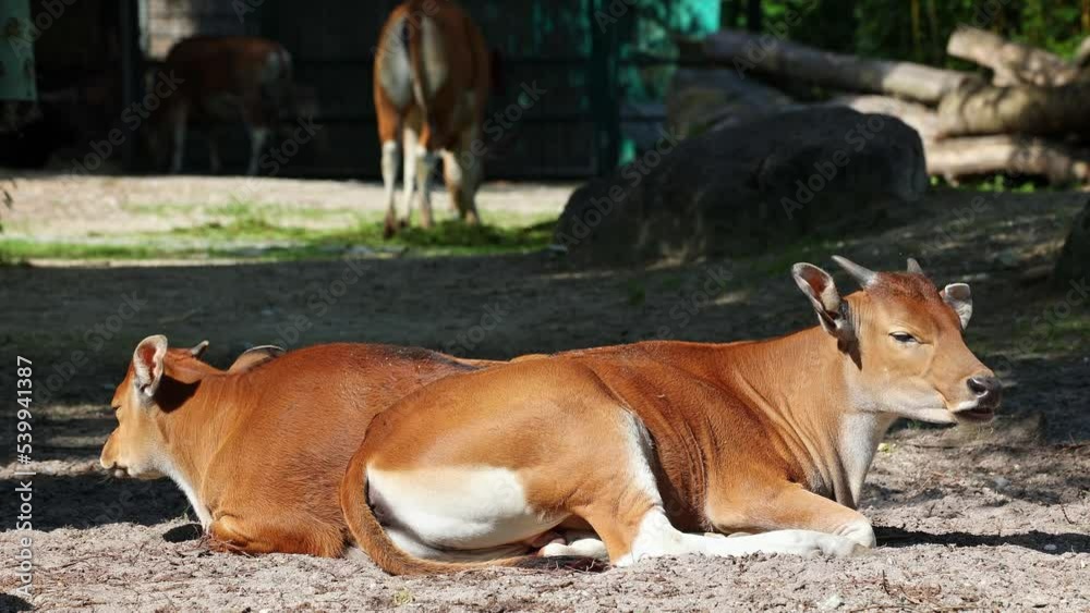 Banteng, Bos javanicus or Red Bull. It is a type of wild cattle But there are key characteristics that are different from cattle and bison: a white band bottom in both males and females.
