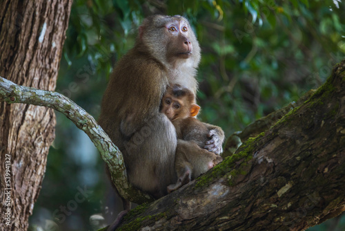 A mother monkey hugs her child lovingly on the branch.
