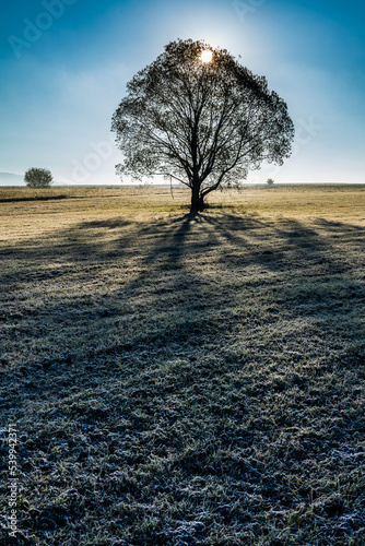 Tree in Meadow at Sunrise. Morning landscape with tree, long shadow. 