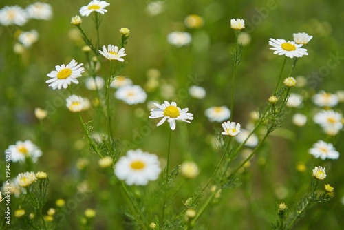 Closeup shot of white small Daisy. Petals white  middle yellow. Medicinal plant in nature.