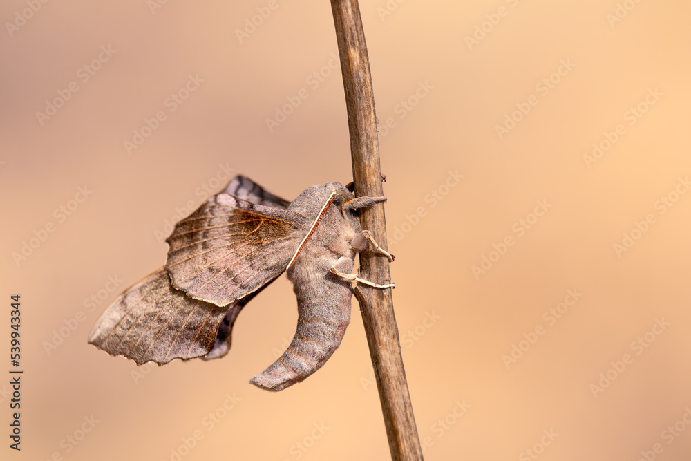 The Sphingidae are a family of moths (Lepidoptera) called sphinx moths, also colloquially known as hawk moths. Weird looking insect, sitting on a dry stick, sunlit light brown background.