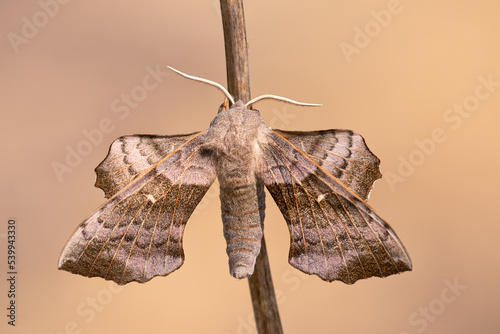 The Sphingidae are a family of moths (Lepidoptera) called sphinx moths, also colloquially known as hawk moths. Weird looking insect, sitting on a dry stick, sunlit light brown background. photo